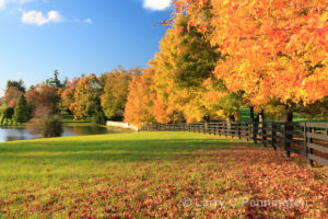 Image of trees in Kentucky during the fall. The leaves are orange on the trees and on the ground.